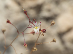 Nemacladus orientalis