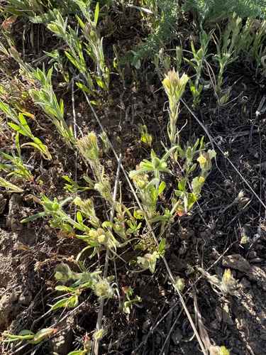 Image of Castilleja tenuis by no rights reserved