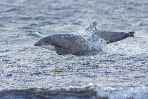 Cephalorhynchus eutropia (Gray, 1846)