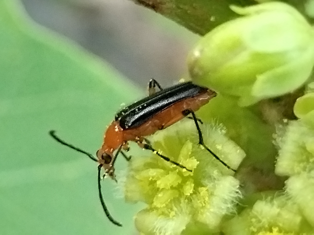Nemognathomimus michelbacheri