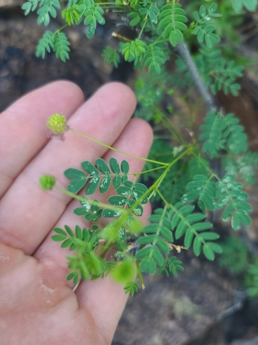 Image of Zapoteca formosa by no rights reserved