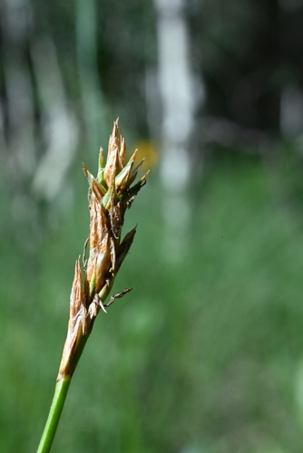 Image of Carex siccata by (c) Anders Hastings, some rights reserved (CC BY)
