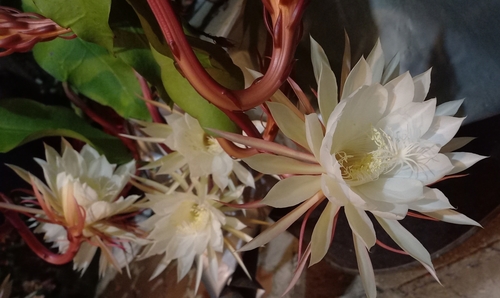 Image of Epiphyllum oxypetalum by no rights reserved
