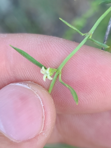 Image of Arizona Swallow-Wort (Metastelma arizonicum) by no rights reserved