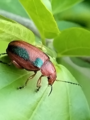 Promecosoma arizonae