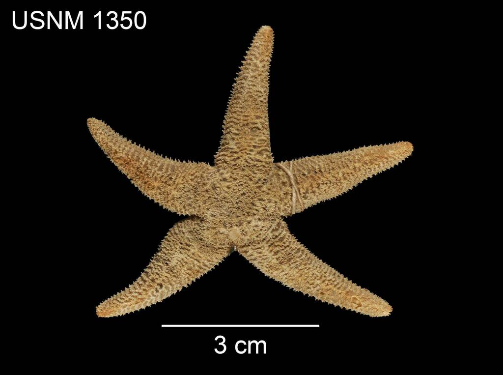 Greenland Star