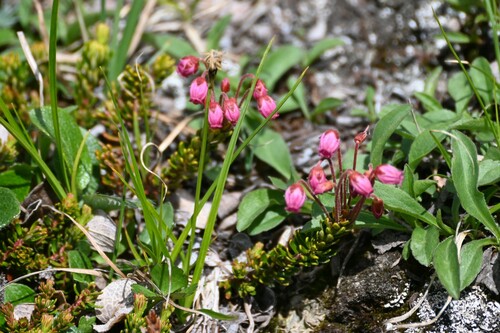 Pink Mountain Heather (Phyllodoce empetriformis)