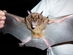 Phyllostomus hastatus