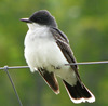 Eastern Kingbird - Photo (c) Michael, some rights reserved (CC BY-NC-SA)