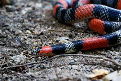 Brazilian False Coral Snake photo 1