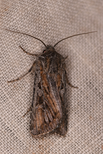 Euxoa pluralis photo 3