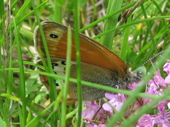 Coenonympha orientalis