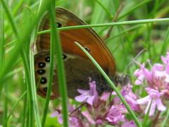 Coenonympha orientalis