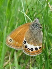 Coenonympha orientalis