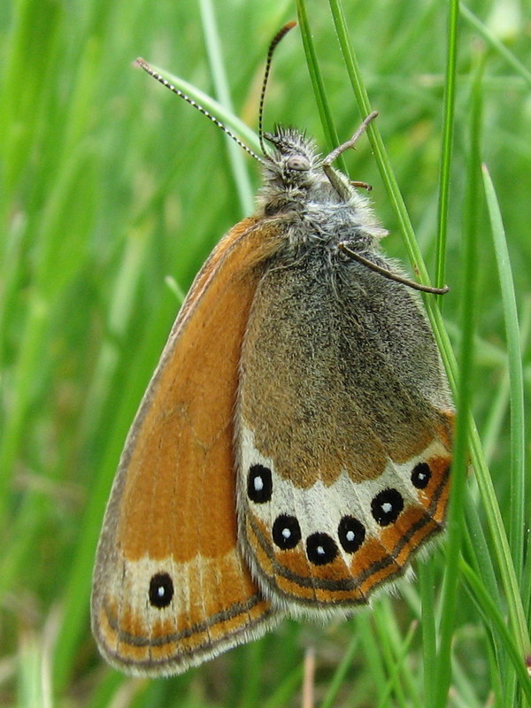 Balkan Heath
