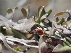Matelea parvifolia