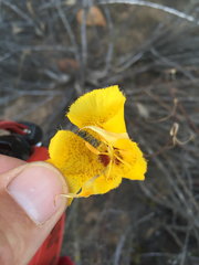 Calochortus weedii weedii