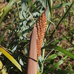 Allagoptera leucocalyx, photograph (c) Thomaz Ricardo Favreto Sinani, some rights reserved (CC BY)