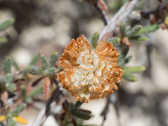 Eriogonum ripleyi