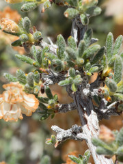 Eriogonum ripleyi