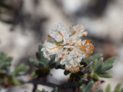 Eriogonum ripleyi