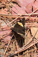 Thorybes pseudocellus