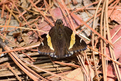 Thorybes pseudocellus