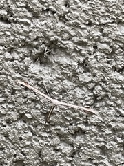 Hellinsia homodactylus