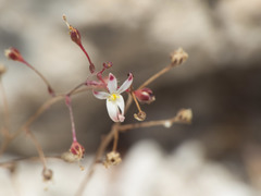 Nemacladus orientalis