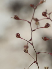 Nemacladus orientalis