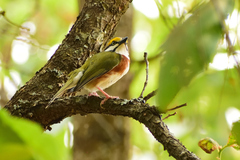 Vireolanius melitophrys