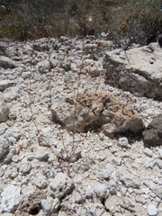 Nemacladus orientalis