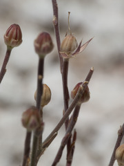 Linum puberulum