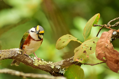 Vireolanius melitophrys