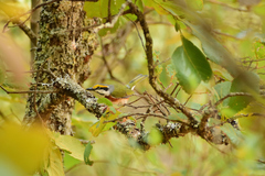 Vireolanius melitophrys