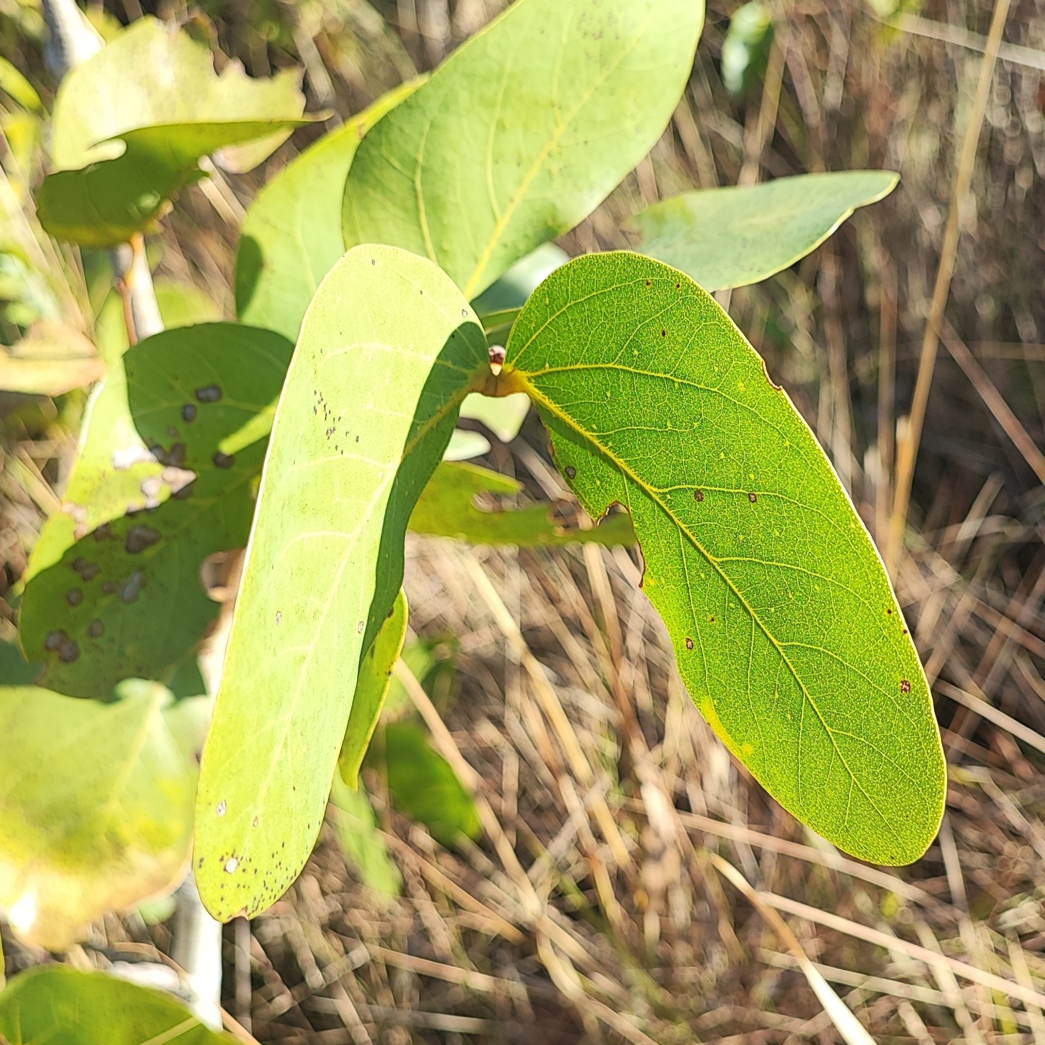 Imagem de Jatobá-do-cerrado