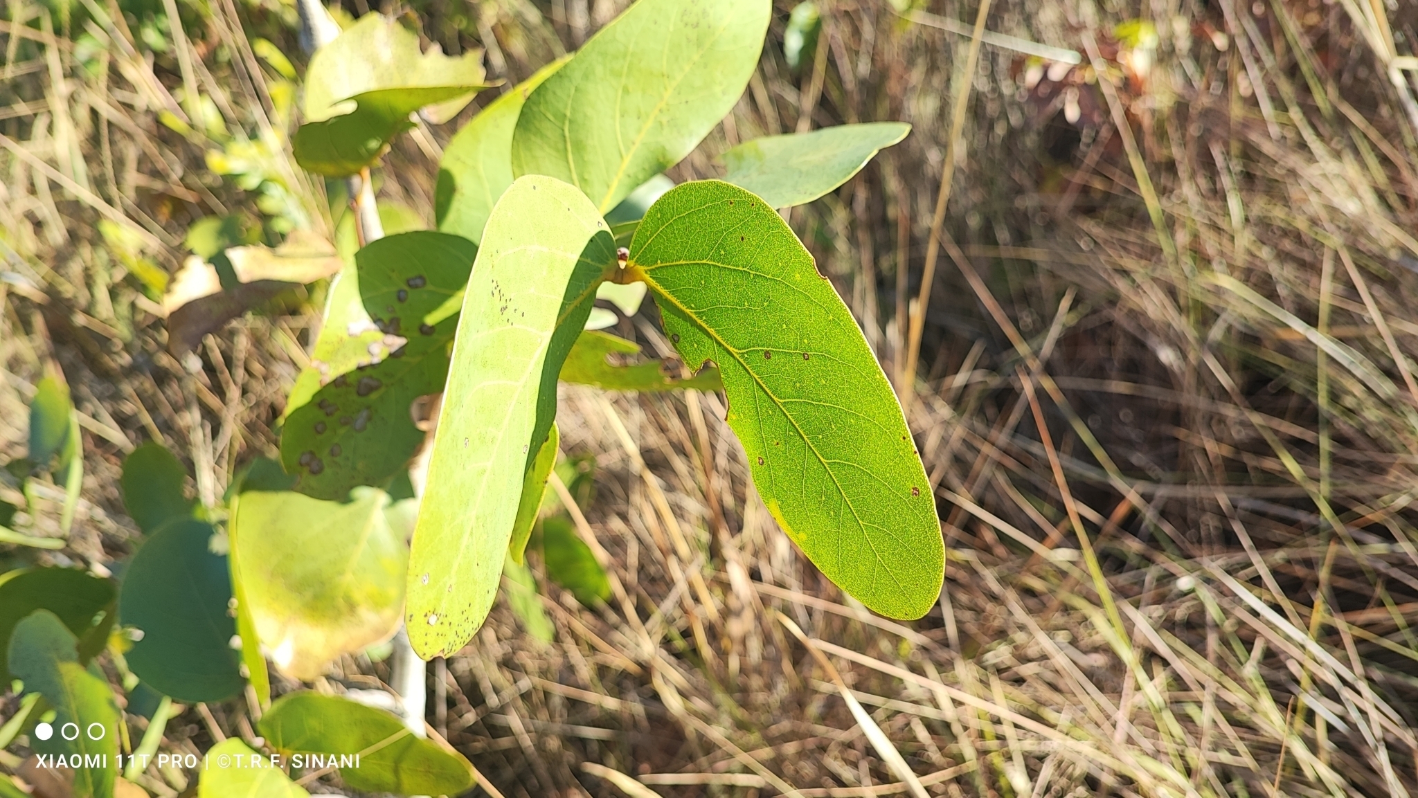 Imagem de Jatobá-do-cerrado