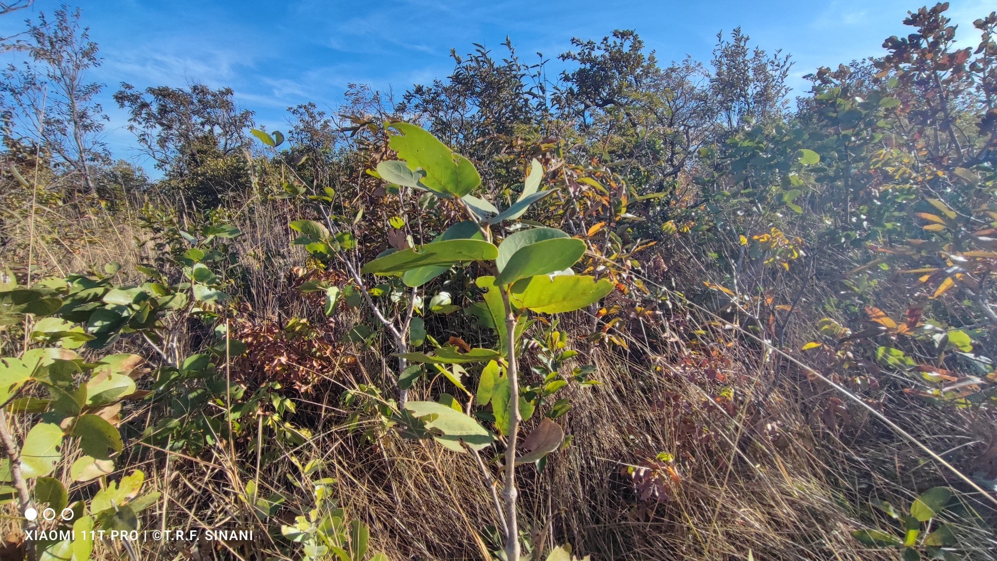 Imagem de Jatobá-do-cerrado