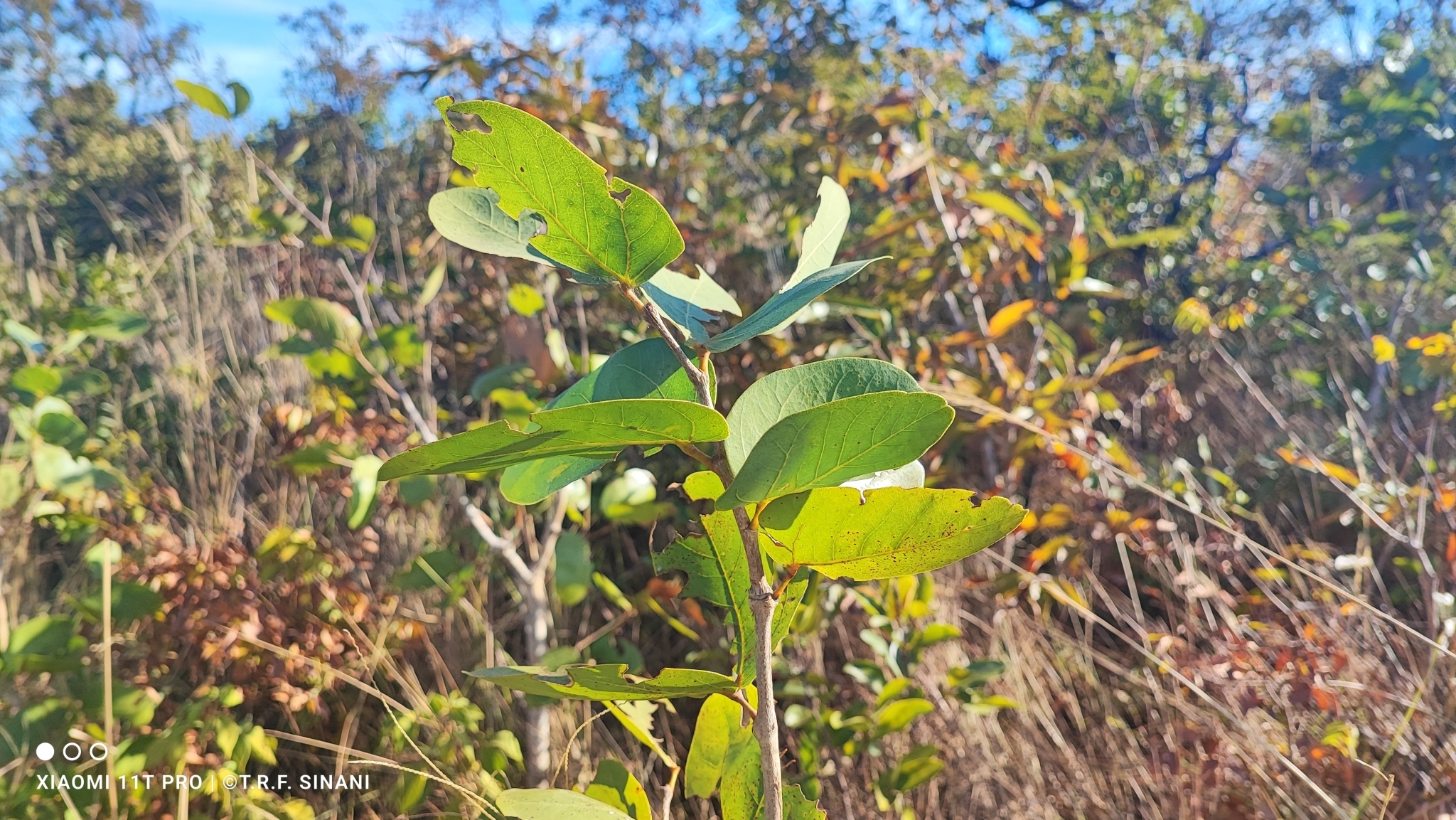 Imagem de Jatobá-do-cerrado