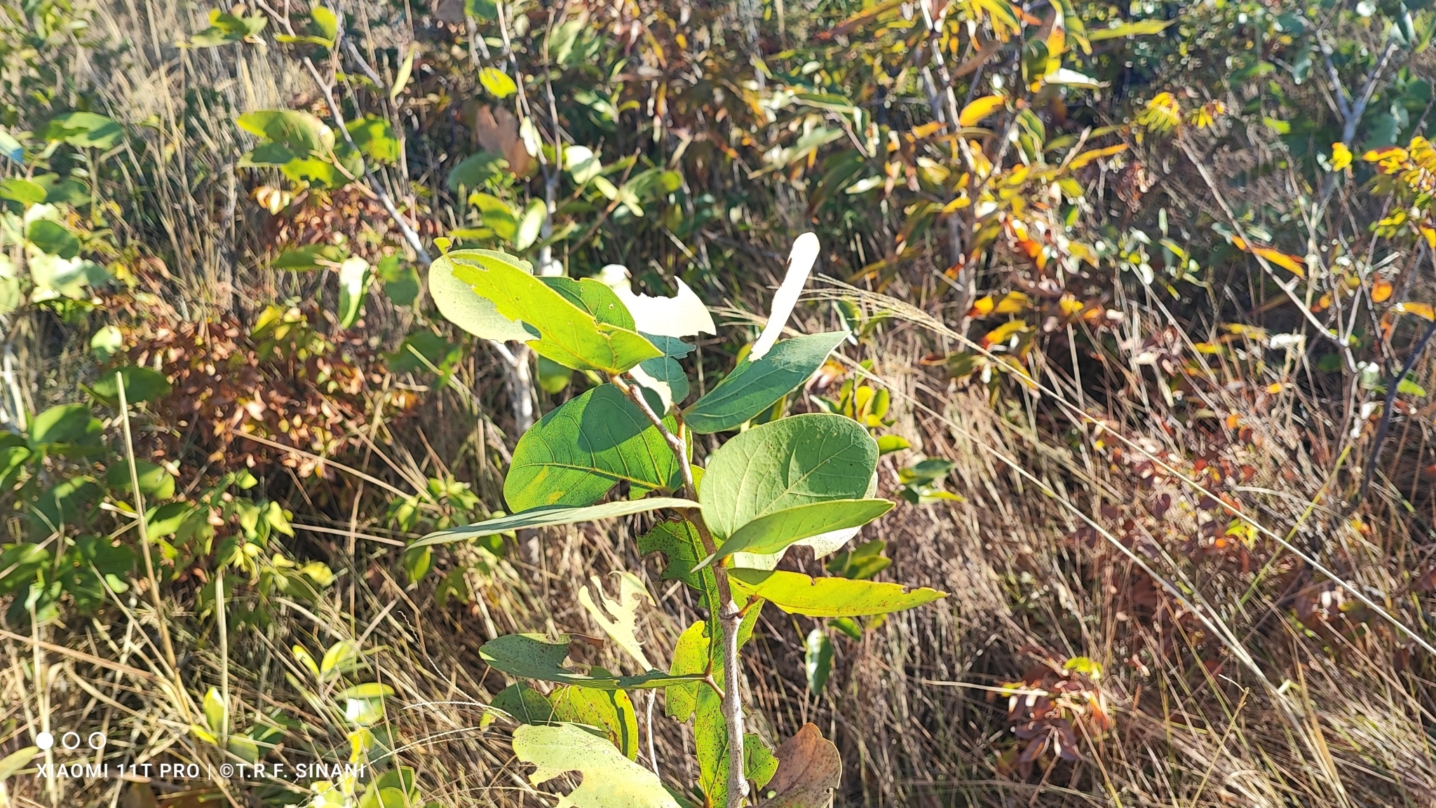 Imagem de Jatobá-do-cerrado