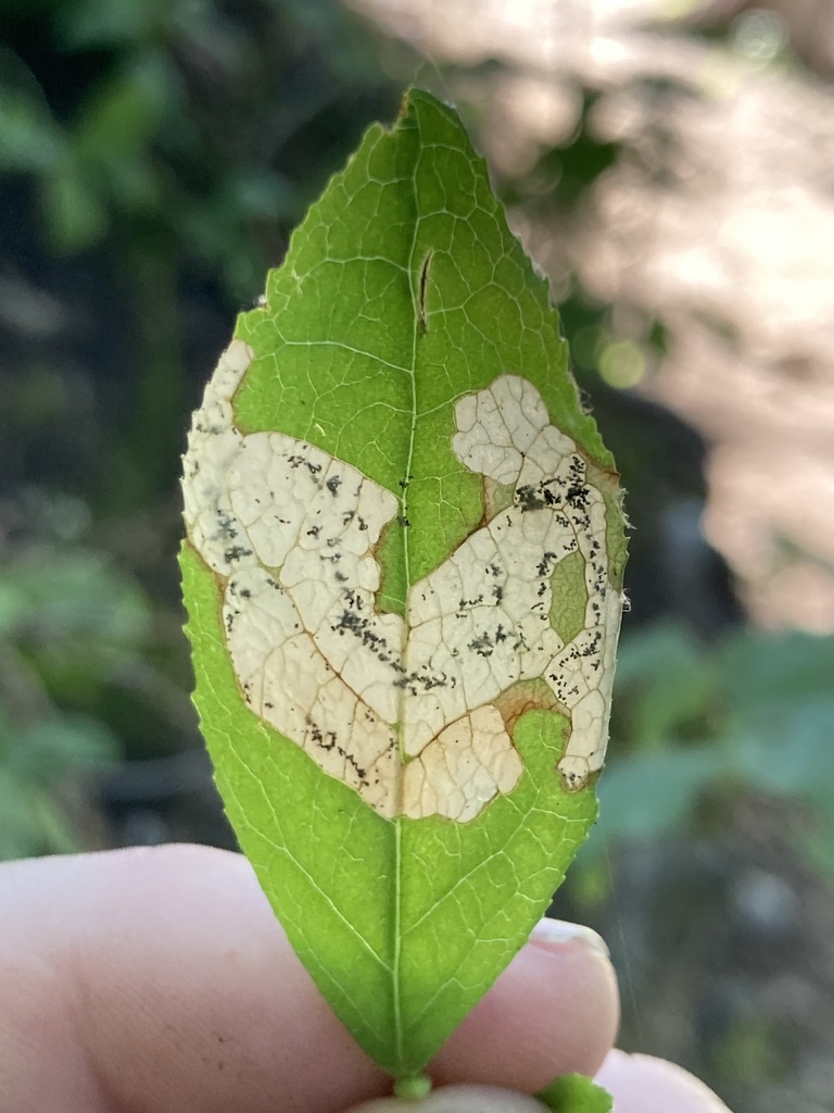 Scolioneura vaccinii