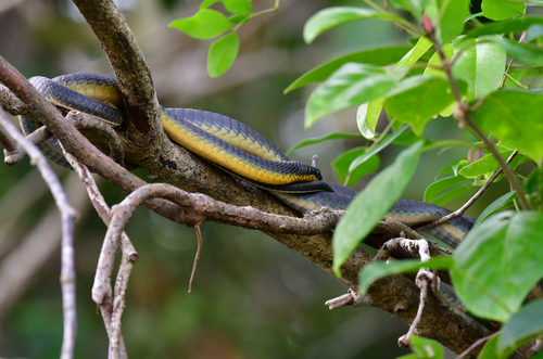 Common Tree Snake sighting