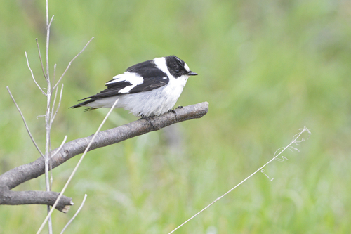 Papamoscas acollarado (Ficedula albicollis)