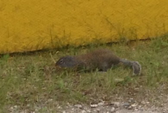 Poliocitellus franklinii