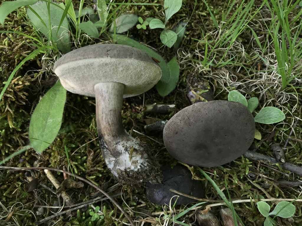 Black Velvet Bolete from 3748 Albert Johnson Rd, Nashville, IN, US on ...