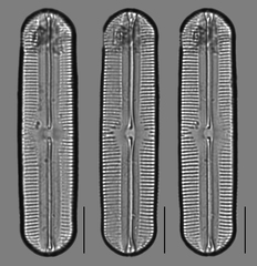 Sellaphora