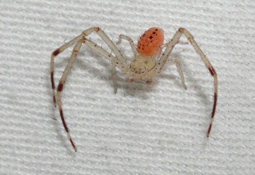 Swift Crab Spider