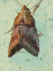 Cacozelia basiochrealis