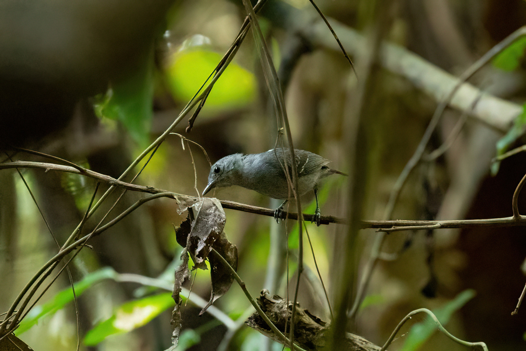Leaden Antwren