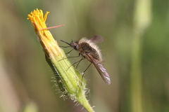 Bombylius canescens